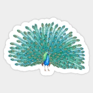 Peacock Digital Painting Sticker